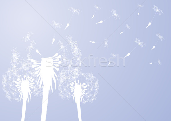 壊れやすい タンポポ 風の強い 日 デザイン 背景 ストックフォト © pressmaster