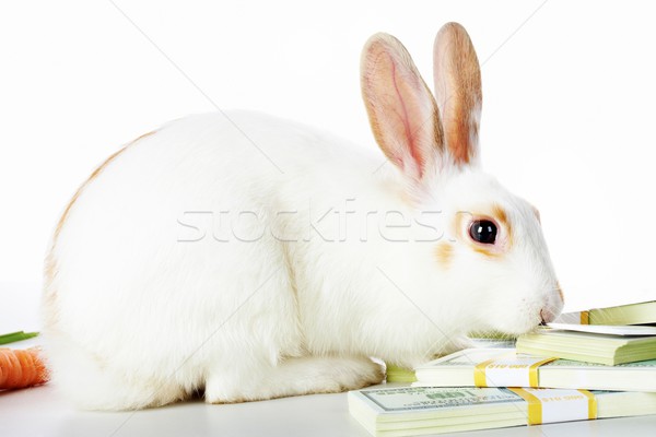 Rabbit And Dollars Stock Photo Pressmaster 1092860 Stockfresh