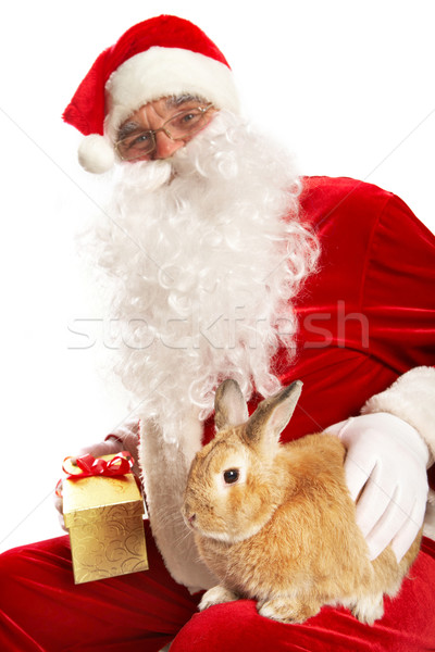 Year of rabbit Stock photo © pressmaster