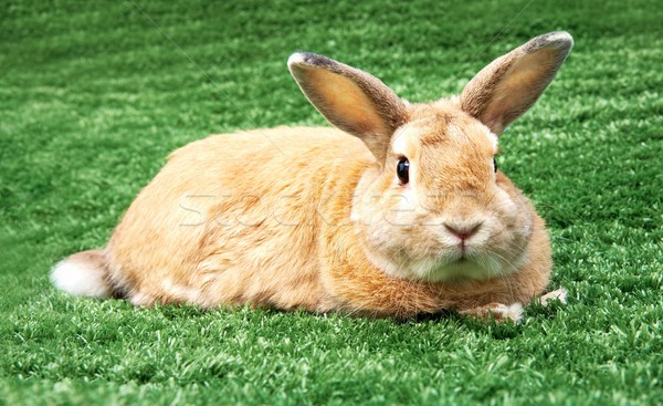 Conejo hierba imagen cauteloso hierba verde aire libre Foto stock © pressmaster