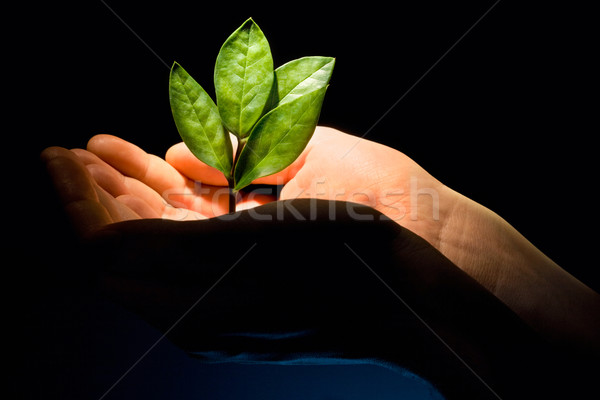 [[stock_photo]]: Vert · usine · image · nouvelle · Homme · mains