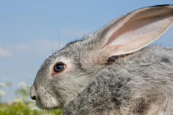 Cute bunny obraz ostrożny królik Błękitne niebo Zdjęcia stock © pressmaster