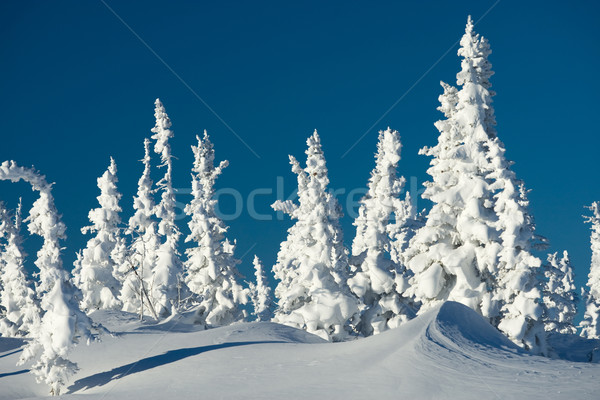 Winter day Stock photo © pressmaster
