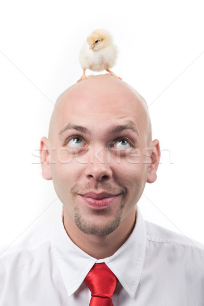 Chick on head Stock photo © pressmaster