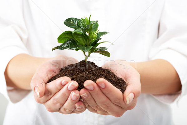 Klein boom foto menselijke handen Stockfoto © pressmaster