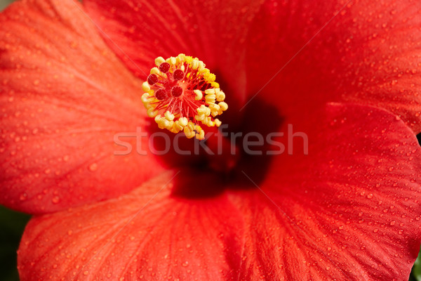 Hibiskus Makro Bild hellen Blume Garten Stock foto © pressmaster