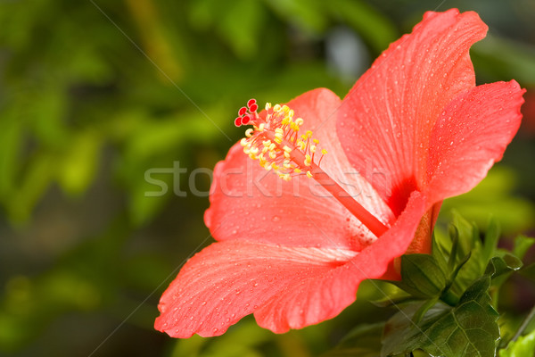 Hibiskus Bild hellen Blume Garten Blätter Stock foto © pressmaster