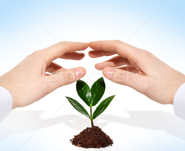 Zdjęcia stock: Ochrony · ludzi · ręce · młodych · roślin · rozwój