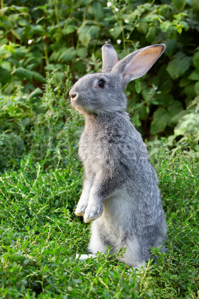 Imagine precaut iepure în picioare iarba verde vară Imagine de stoc © pressmaster