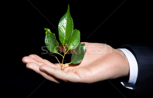 Nuova vita immagine umani Palm ramo Foto d'archivio © pressmaster