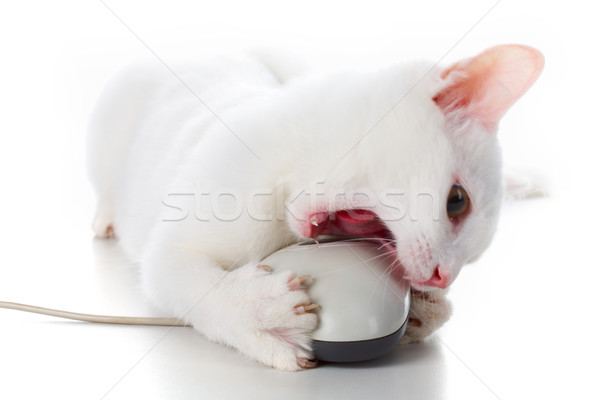 貓 鼠標 圖像 白 咬 商業照片 © pressmaster