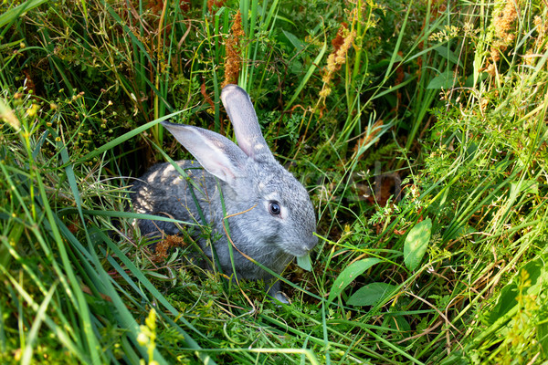 Adorable vacaciones imagen cauteloso gris conejo Foto stock © pressmaster