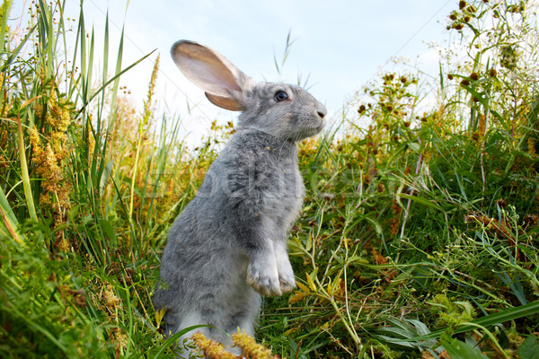 Cauteloso liebre imagen conejo pie hierba verde Foto stock © pressmaster