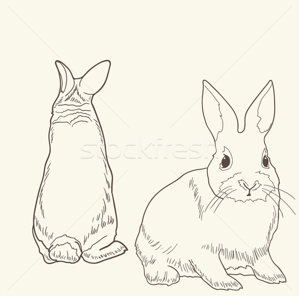 Vorderseite Rückansicht Kaninchen isoliert Natur Design Stock foto © pressmaster