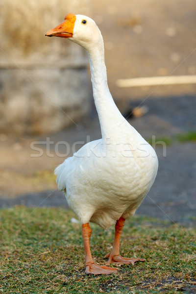 Goose Stock photo © pressmaster