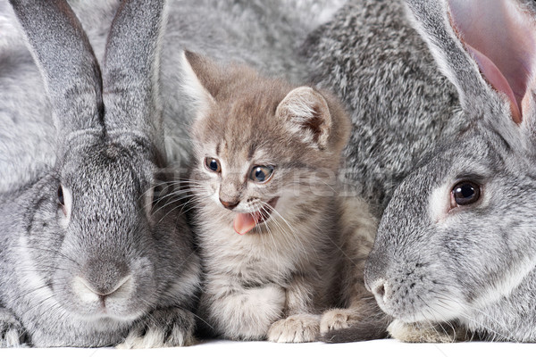 şirket görüntü sevimli kedi yavrusu iki gri Stok fotoğraf © pressmaster