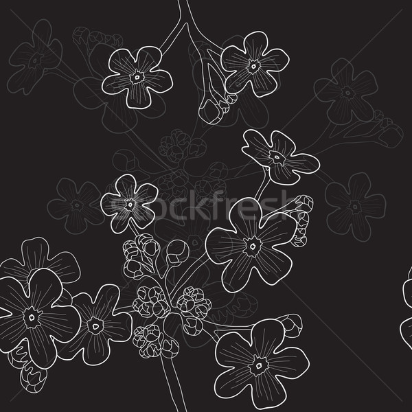 Fragrância preto flores silvestres primavera abstrato Foto stock © pressmaster