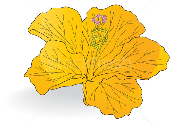 Stock foto: Gelb · Hibiskus · schönen · orange · Frühling · abstrakten