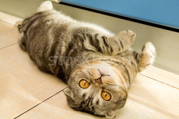 Kedi görüntü sevimli gri sarı gözler Stok fotoğraf © pressmaster