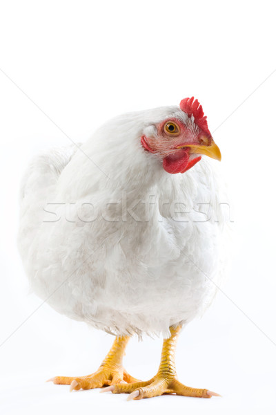 Tavuk görüntü beyaz ayakta bakıyor kuş Stok fotoğraf © pressmaster