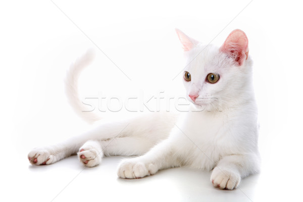 ストックフォト: 白 · 子猫 · 画像 · 猫 · スタジオ