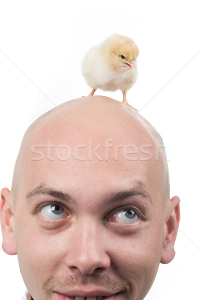 Baby bird on head Stock photo © pressmaster