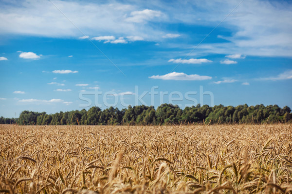 Сток-фото: свежие · пшеницы · счастливым · фон