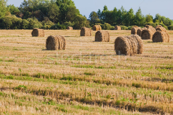 Straw Haystacks on the grain field Stock photo © prg0383