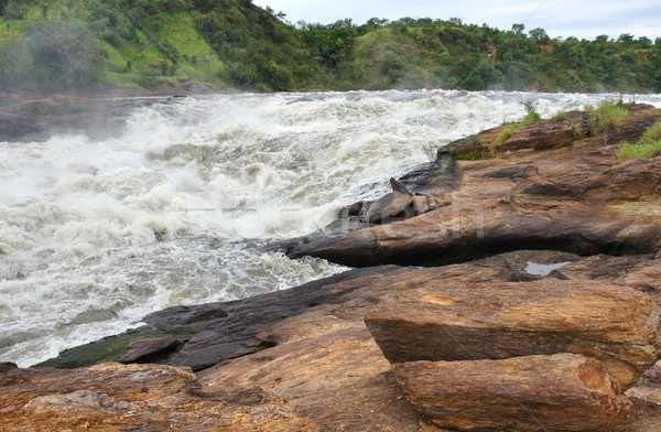 whitewater at the Murchison Falls Stock photo © prill