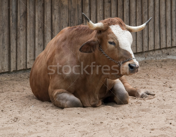 Ruhend Rinder Kuh sandigen Boden Holz Stock foto © prill