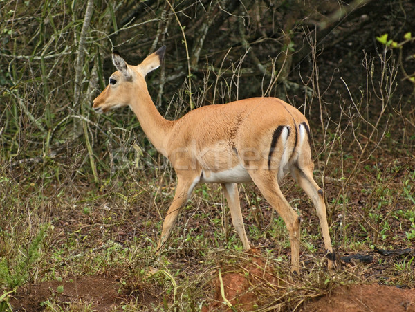 Uganda paisaje África naturaleza planta animales Foto stock © prill