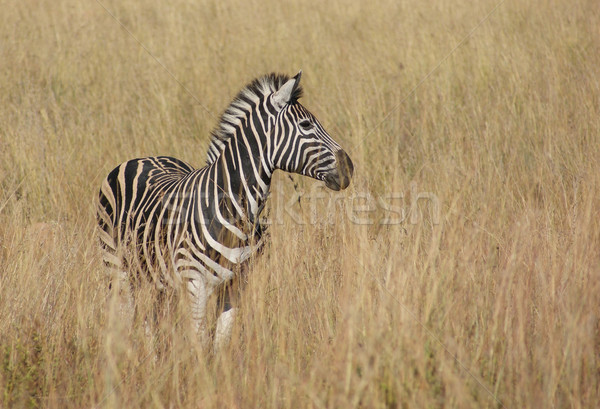 Zebra savanne zonnige landschap Botswana afrika Stockfoto © prill