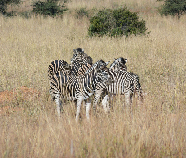 Zebras in the savanna Stock photo © prill
