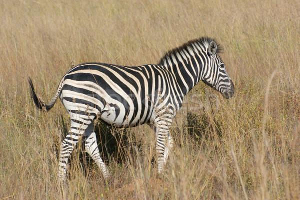 Zebra in the savanna Stock photo © prill