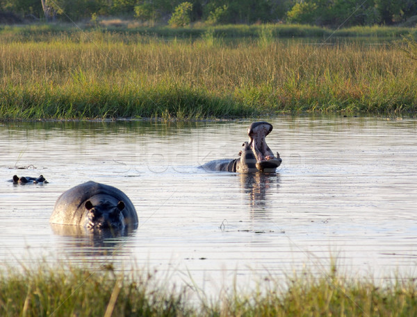 Hippos in Botswana Stock photo © prill