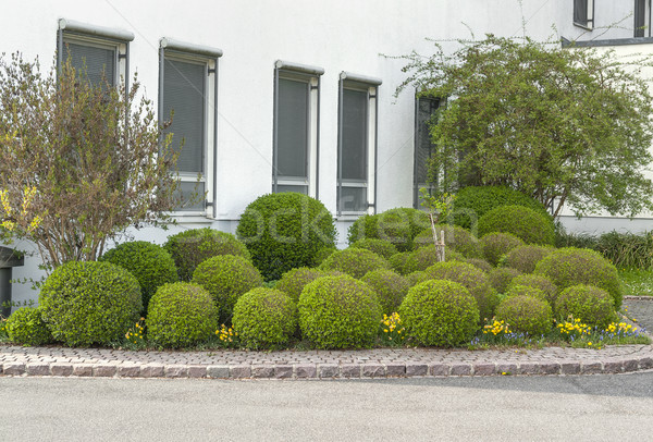 spherical bushes in Bad Brueckenau Stock photo © prill