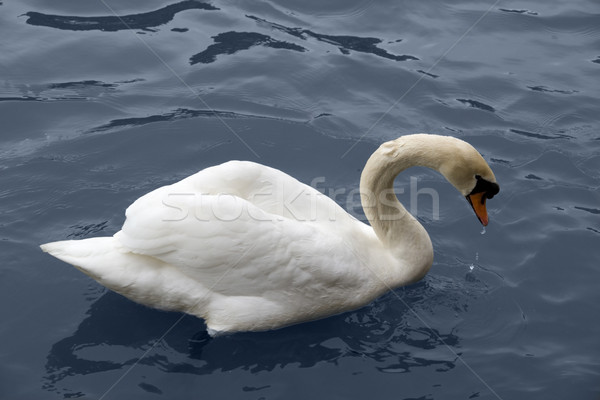 Nuoto Swan shot blu acqua bellezza Foto d'archivio © prill