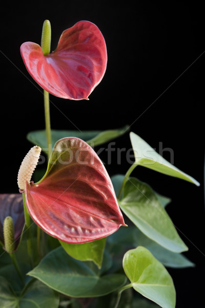 Flamingo Flower in black back Stock photo © prill