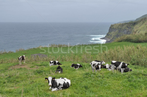 cows in coastal ambiance Stock photo © prill