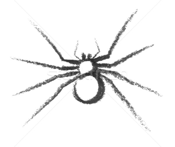 sketched spider Stock photo © prill