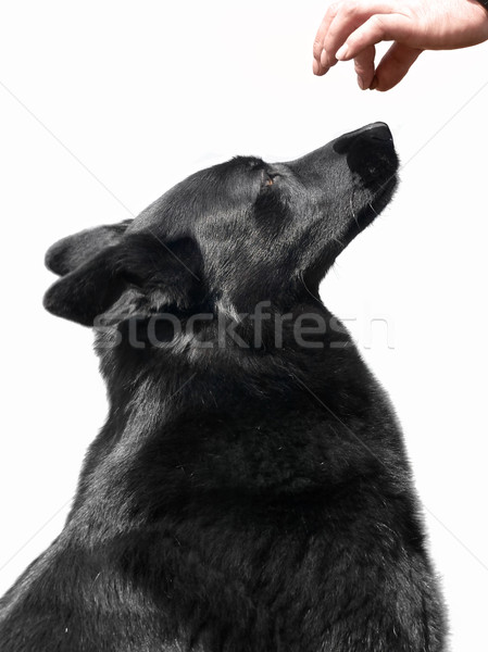 black dog and award Stock photo © prill