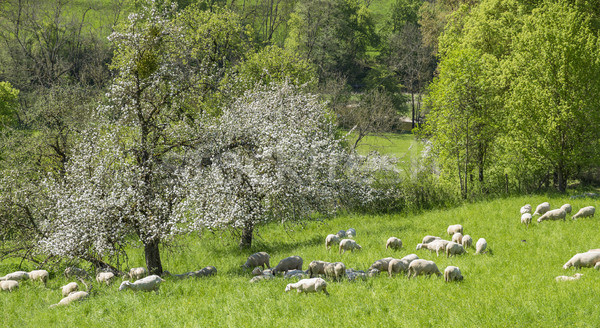 sheep at spring time Stock photo © prill