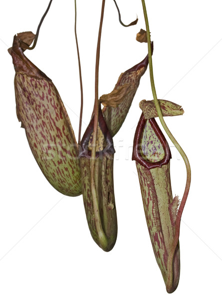 carnivorous plant detail Stock photo © prill