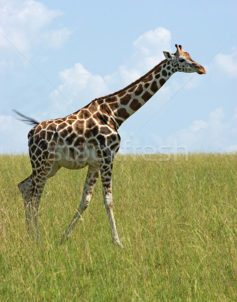 Giraffe in Uganda Stock photo © prill