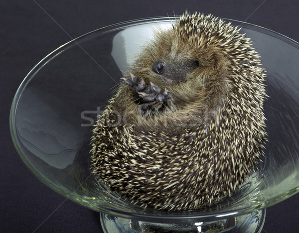 hedgehog in a glass bowl Stock photo © prill