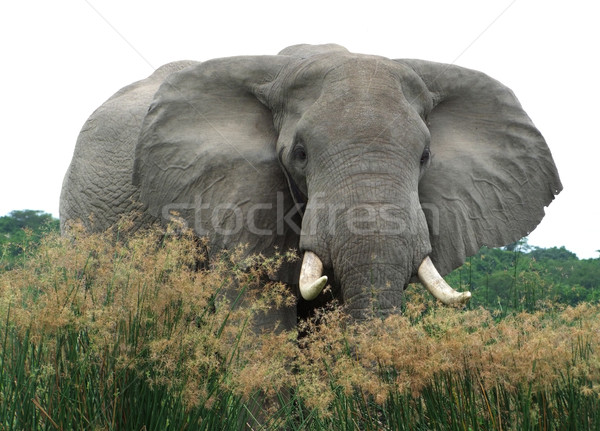 Stock photo: Elephant in high grassy vegetation