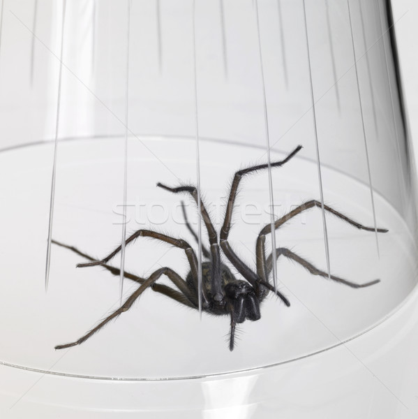 caught spider under a glass bowl Stock photo © prill