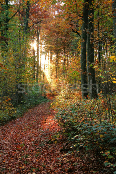 ősz erdő díszlet színes este idő Stock fotó © prill