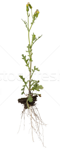 common ragwort Stock photo © prill