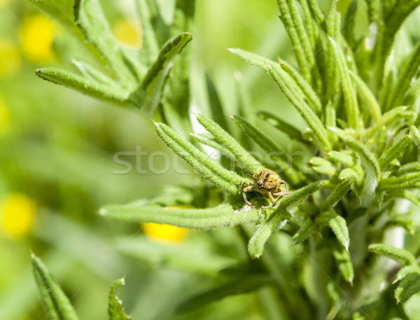 snout beetle in leavy back Stock photo © prill